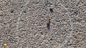 Լուսանկարներ՝ Երևանում տեղի ունեցած սպանության վայրից